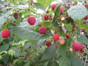 Look up! More raspberries!