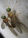 Soldier flies increasing the army