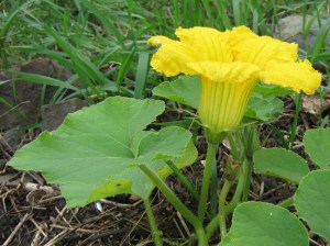  Squash blossom that forgot to close