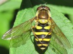 Syrphid fly grooming itself