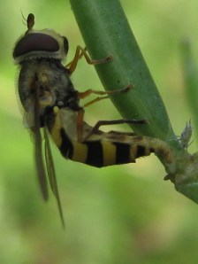 Syrphid laying an egg