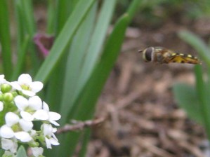Syrphid on approach path