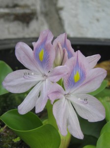 Water hyacinth