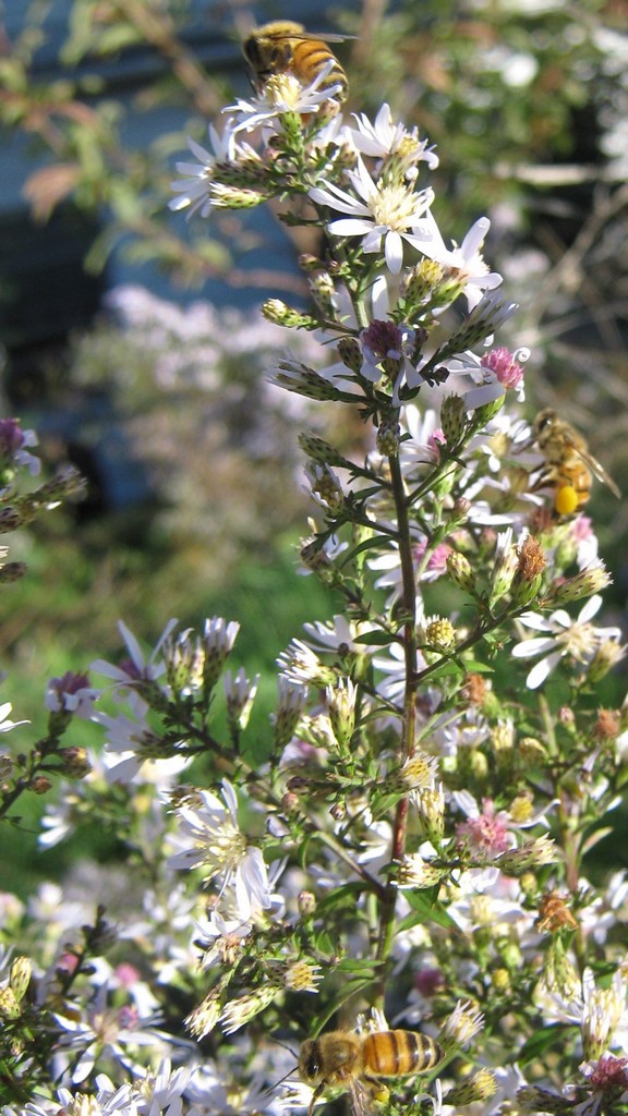Tower of bees on wild aster