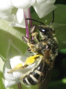Lassioglossum inside a flower