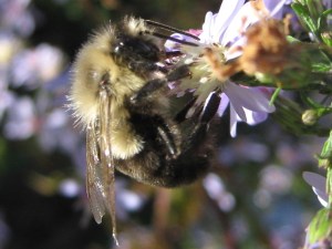 Bumblebee on aster