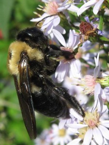 Carpenter bee on astor