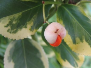euonymous_091016 Eunymous fruit