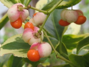 Euonymous fruits