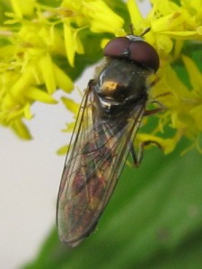 Shiny dark hover fly