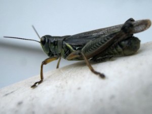 Grasshopper looking for an ant