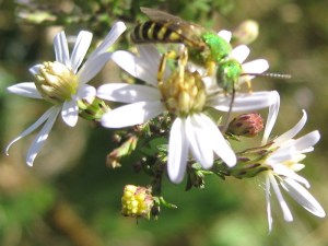 Shiny green sweat bee