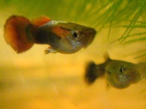 guppies_091024 Blurry guppies