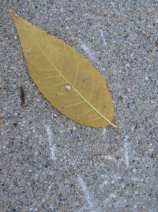 One fallen leaf