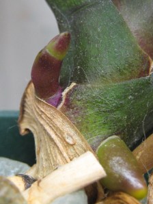 orchid_091014 Orchid shoot and a root