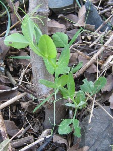 pea_091020 One straggling snow pea