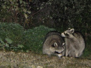 raccoons_091010 Cheese it! She looks mad!