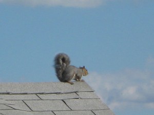 Squirrel fiddling on the roof