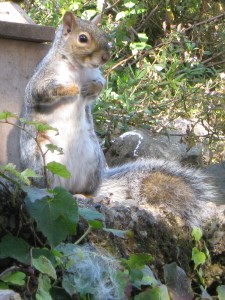 Squirrel sees me back