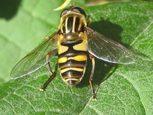 Bee-like syrphid fly
