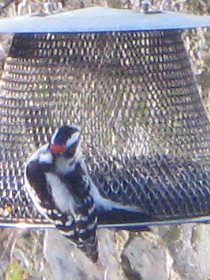 Downy Woodpecker resorting to sunflower seeds
