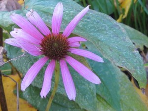 coneflower_091101