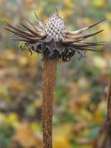 Coneflower seedhead