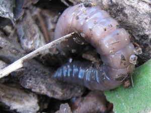 earthworm_091101