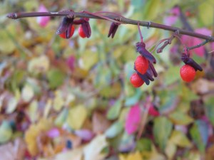 Euonymous fruits