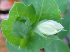 Snap pea about to blossom