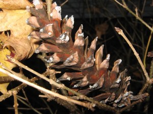 pinecone_091108