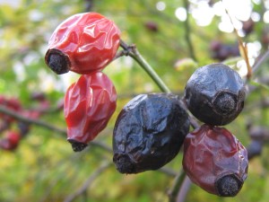 rosehips_091101