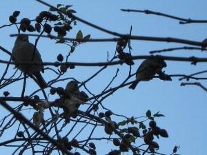 sparrows_091121