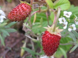 strawberries_091111