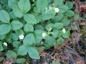 Volunteer alpine strawberries