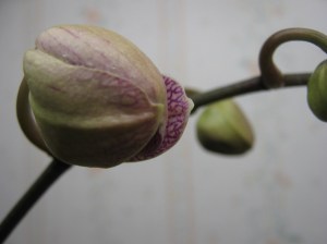 orchid_100116