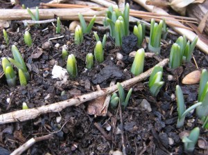 Many, many snowdrops sprouting