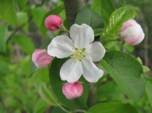 crabapple_100419