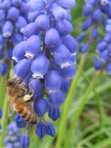 honeybee_grape_hyacinth_100420