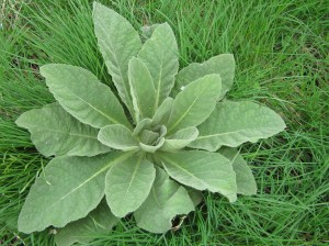 mullein_100419