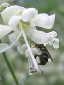 bee_campion_100604