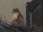 hawk_1_100606