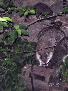 raccoons_100625