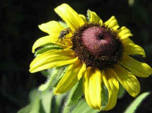 blackeye_susan_100702