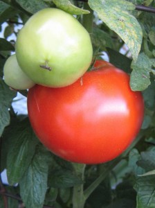 One big tomato that will never be inside a little bitty can