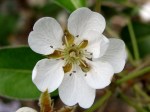 pear_blossom_100926