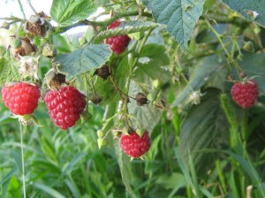 raspberries_100914