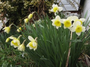 Daffodils shining in light rain