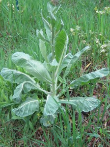 collards_110504