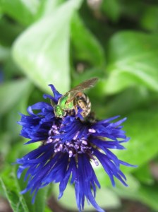green_bee_110525
